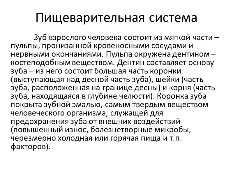Пищеварительная система  Зуб взрослого человека состоит из мягкой части – пульпы, пронизанной кровеносными